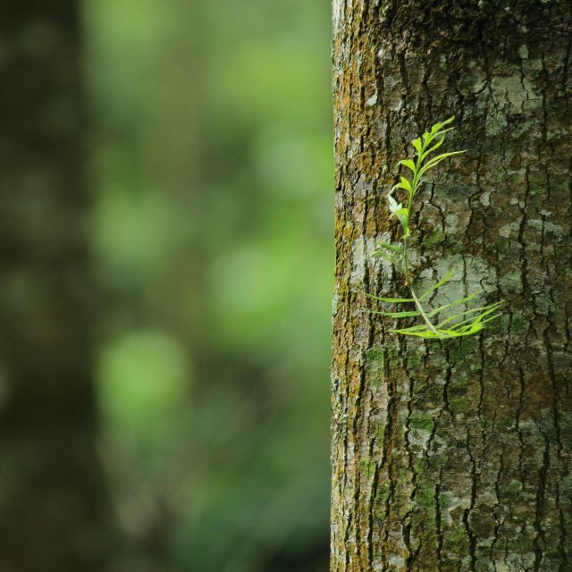 Sogeti Verantwoord Ondernemen Environment