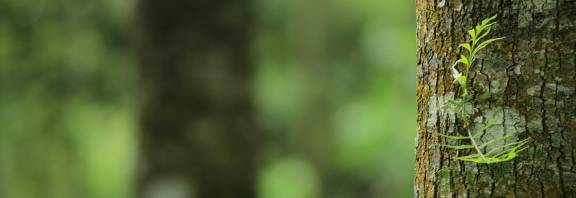 Sogeti Verantwoord Ondernemen Environment Banner